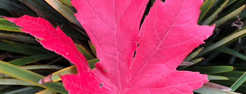 Cover Photo